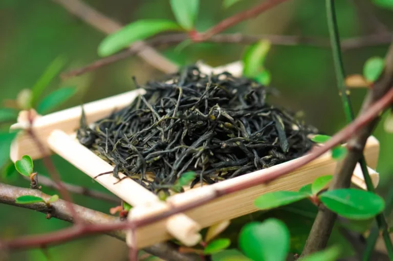 A Guide to Refrigerator Storage for Tea: Which Teas to Store in the Fridge and Key Considerations
